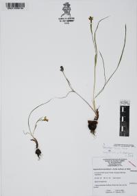 Nemastylis tenuis image
